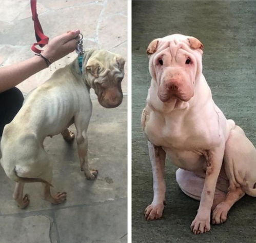 狗狗隨地大小便,惹惱主人后成了 看門狗 ,主人搬家時卻不理它