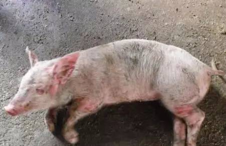 每種細菌性疾病都有一款特效藥專克它,這篇文章講全了