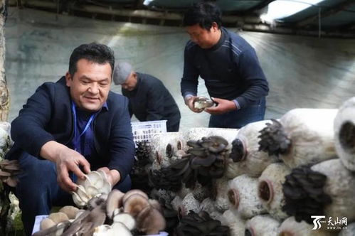 新疆 春天的味道 已上線, 這些村的第一書記邀你去嘗鮮