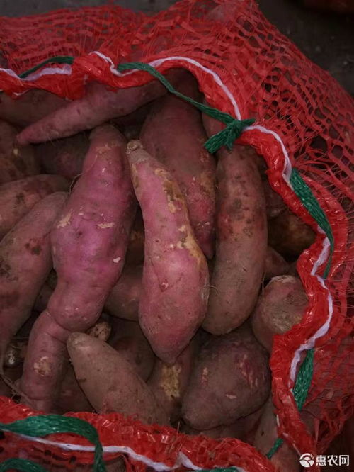 龍薯九號加工廠貨,龍九工廠紅薯,食品廠,精品貨價格0.33元 斤 惠農(nóng)網(wǎng)