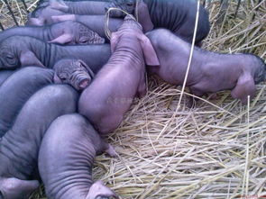 濟南苗豬價格濟南仔豬價格濟南母豬價格濟南種豬價格供應商 鼎豪苗豬繁育基地