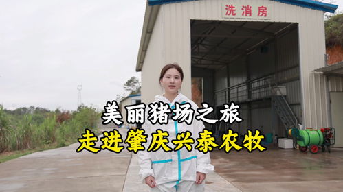 美麗豬場之旅 走近肇慶興泰農(nóng)牧 畜牧 養(yǎng)豬 種豬 托佩克