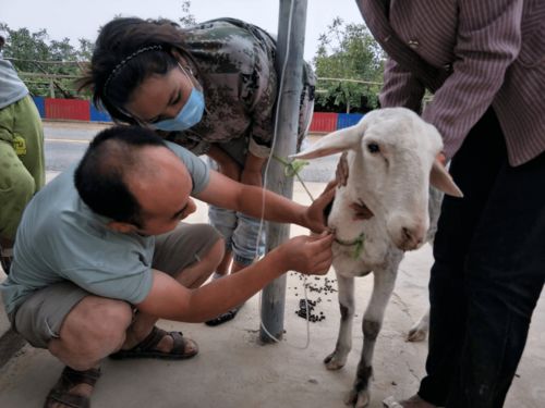 老鄉(xiāng) 的微笑叫幸福 記新疆農(nóng)業(yè)大學(xué)動物醫(yī)學(xué)學(xué)院駐托格拉克村工作隊隊員張毅