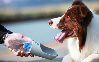 better life 萌寵也用高科技 小佩幫你開啟智能養(yǎng)寵新時代 文末有福利