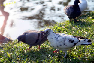 大魚的清邁游全攻略