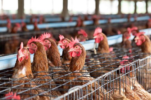 你家雞脫霉了嗎 千萬別陷入這三種養(yǎng)雞場脫霉誤區(qū) 耽誤了你家雞