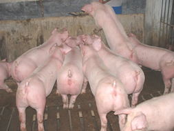 杭線網 外三元仔豬