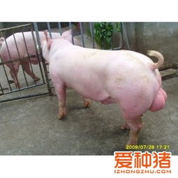 江蘇省永康農牧科技 大約克公豬
