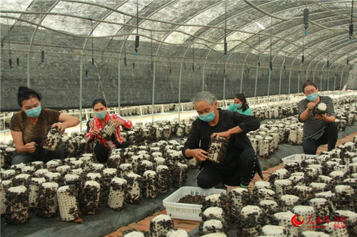 新疆阿瓦提縣塔木托格拉克鎮黑木耳喜獲豐收