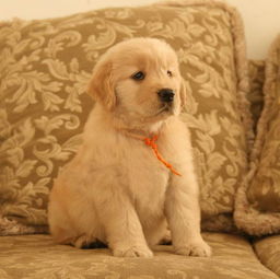 金毛狗狗報價 廠家