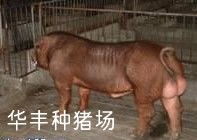 供應仔豬母豬種母豬供應商 江蘇省淮安市華豐種豬廠