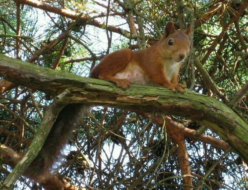 約會大作戰的前世今生 拉塔托斯克篇