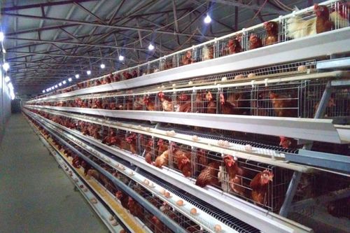 特克斯縣闊克鐵熱克鄉霍斯托別村 脫貧開良方 合力奔小康