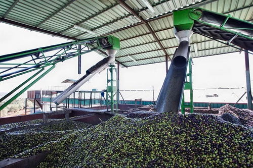 一瓶優質的橄欖油是怎么來的