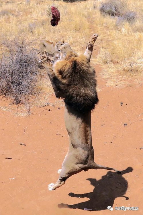 校友通訊 微信版總576期 2018年11月8日