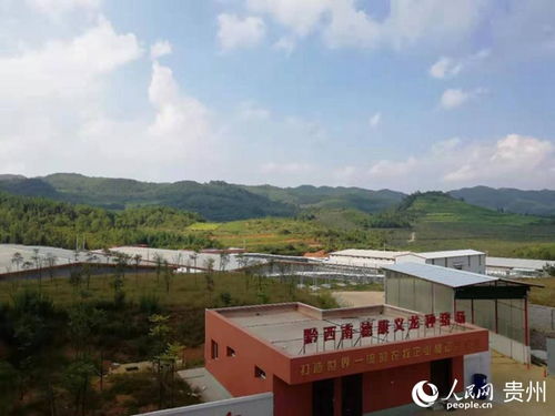 法國 種豬 入黔助力生豬產能提升