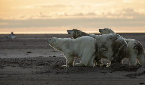 地球上觀賞野生北極熊的最佳地點