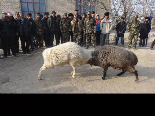 托萬克亞曼蘇村民族團結 結親周 里開展 百日文體活動紅紅火火