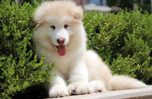 圖 崽崽犬舍出售精品阿拉斯加 證件全 本地可自提 成都寵物狗