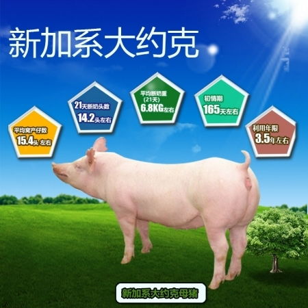 加系長白種豬 母豬