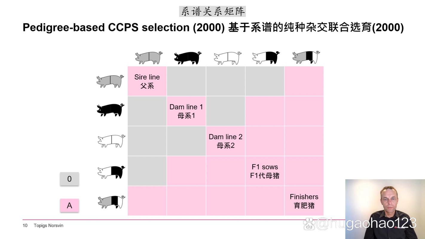 托佩克種豬gpgs峰會雜交豬的性能純種豬的性能