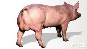 托佩克種豬有什么優缺點