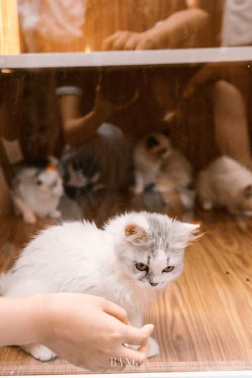 報告 檢測到來自cargill pop up的綠色能量,點擊即刻激活