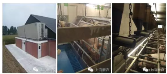 荷蘭!2人養10000頭豬,如何做到PSY28頭?