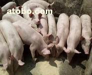 價格,報價 求購三元豬,牲畜