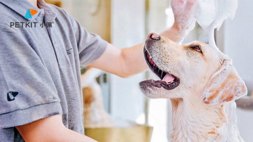 備受年輕人的喜愛的寵物食品市場新趨勢