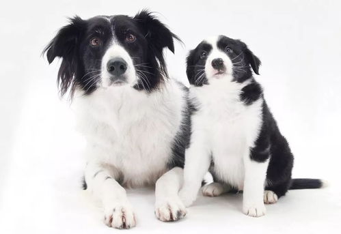 養犬須知 繁殖那些事