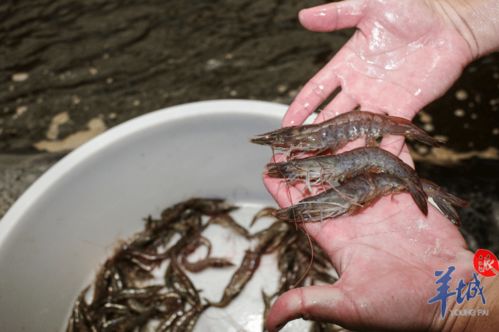 一起到湛江來當 逮蝦戶 吧丨沿著高速看中國 廣東