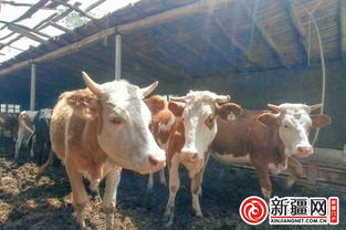 新和縣塔木托格拉克鄉 走進 牛 行發 牛 財