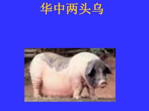 中國常見地方品種豬簡介 養豬,你真正的了解多少豬的品種