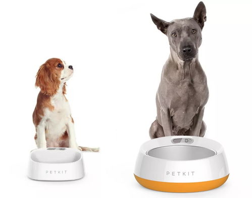 喜訊 佩奇網絡完成 1 億元 b 輪融資,推動寵物消費行業升級