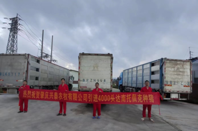 陽江新建改建擴建51個養豬場