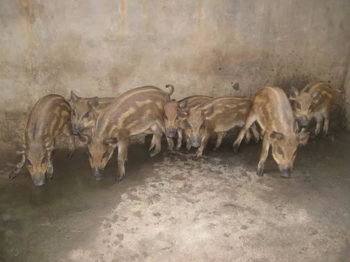 秦安野豬苗價格二代野豬種豬在哪里可以購買