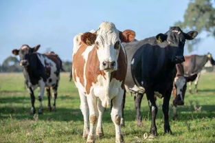超適合冬天去,明星都熱愛 全球最安全 最適宜居住的旅行圣地