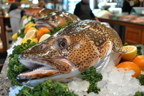 生鮮海鮮水產深海鱈魚 攝影圖