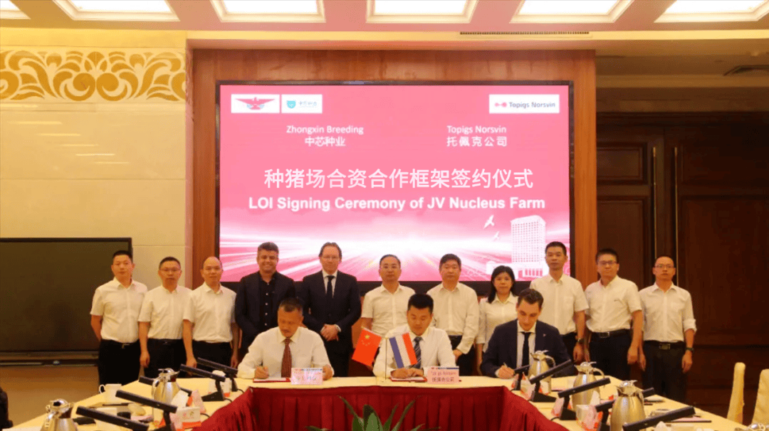 2025年TOP20豬企種豬品系結構分析:丹系37%法系21%,PIC與托佩克正逐步崛起「福建新桂龍特約·種豬視野」