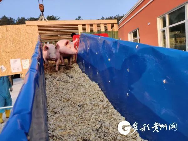 500頭法系種豬“越洋包機”抵達貴州!需隔離45天