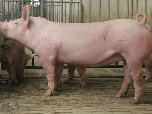 中國種豬場手冊 展播 河南省誼發牧業有限責任公司