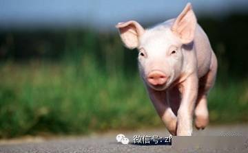 賣房不如養豬 有豬企半年狂賺117億 萬科也要養豬了