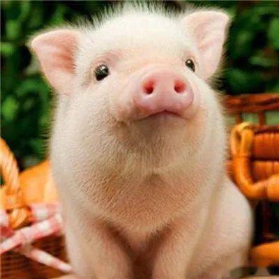 新鄉大北農 質量體現產品價值