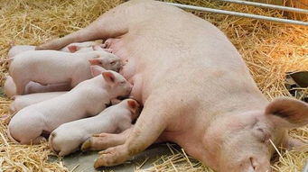 冬天巧用醋,竟然可以治這十種豬病