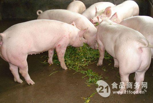 山東仔豬價格山東小豬苗價格價格,產品報價