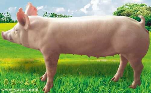 大約克豬的優勢和管理要點,品種和管理是成敗關鍵