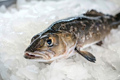 生鮮海鮮水產銀鱈魚 攝影圖