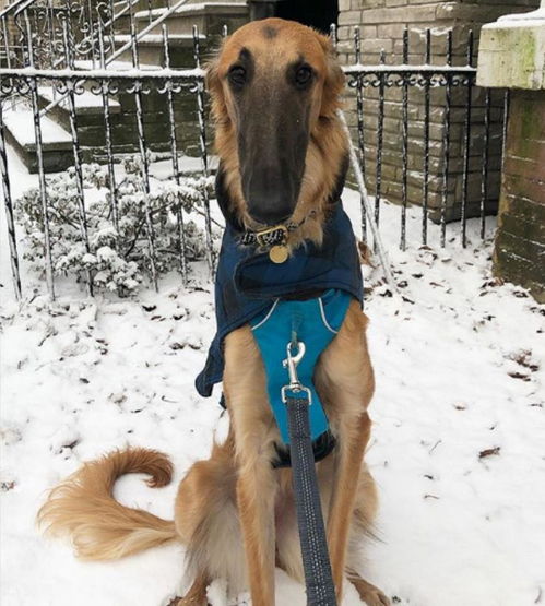 狗狗有個 長鼻子 ,方便它去偷吃,當初被嫌棄,如今卻小有名氣