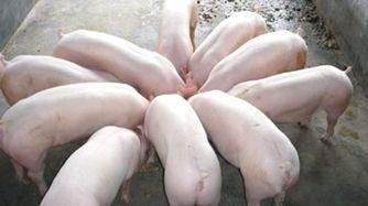 供應純種土豬仔豬 臨沂沂水養殖場供應商 臨沂浩宇環保仔豬養殖基地